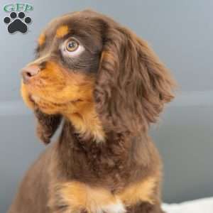 Parker, Cavalier King Charles Spaniel Puppy